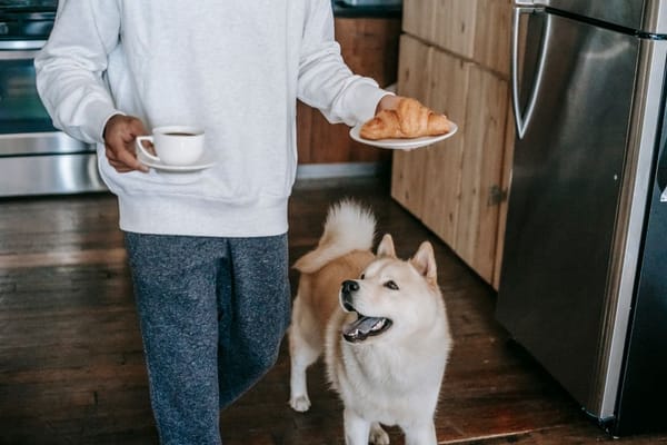 Distributeur connecté pour animaux : pratique ou superflu